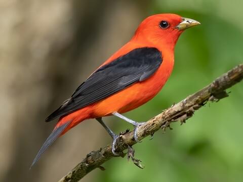 <p><span>Scarlet tanager</span></p>
