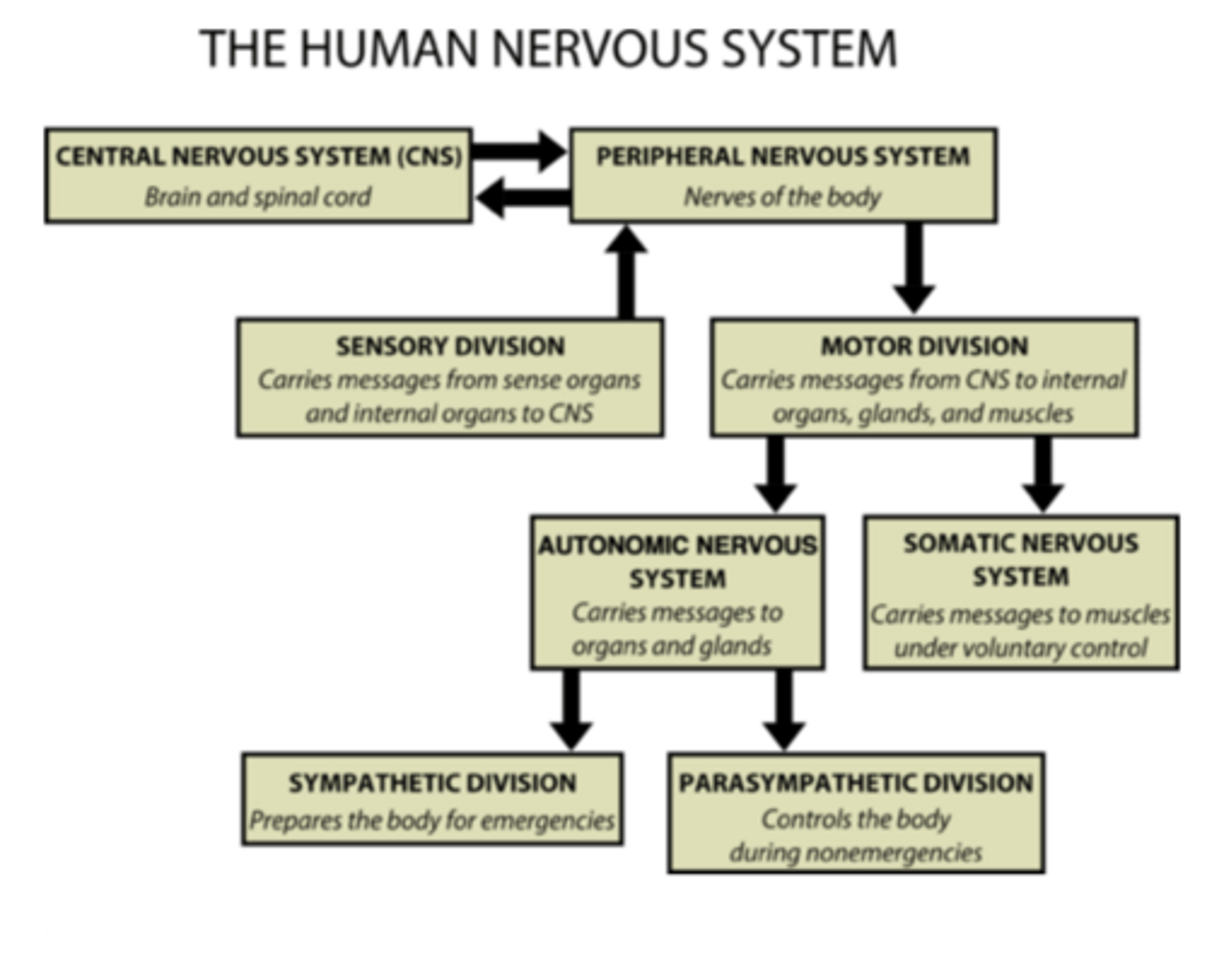 <p>The motor division has two parts. The somatic nervous system controls voluntary movements by sending signals to skeletal muscles. The autonomic nervous system controls involuntary functions by sending signals to smooth muscle, cardiac muscle, and glands. The autonomic system is further divided into the sympathetic (“fight or flight”) and parasympathetic (“rest and digest”) branches.</p>