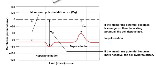 <p>*outside of cell is always reference point (0 mV)</p><p></p><p><strong>hyperpolarization</strong>: membrane potential becomes more <mark data-color="red">negative</mark> than baseline (resting)</p><p><strong>depolarization</strong>: membrane potential becomes more <mark data-color="green">positive </mark>than resting</p>