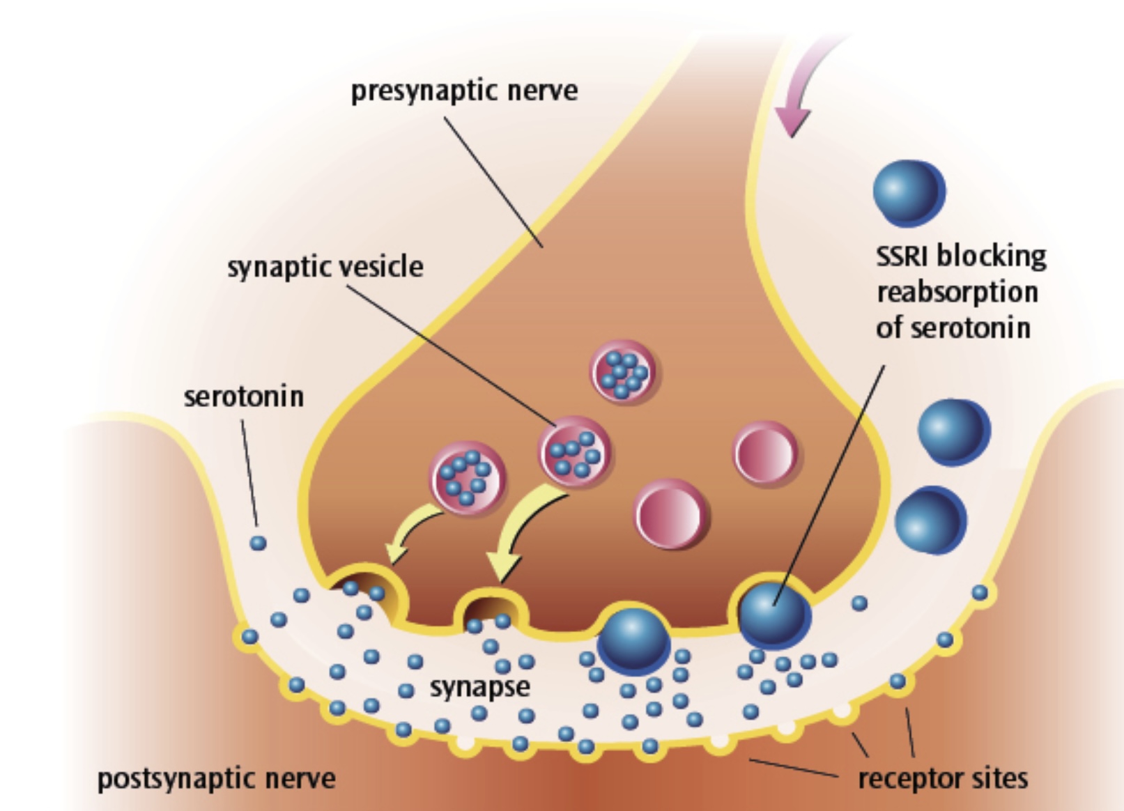 <p>The process of how SSRIs affects on the levels of serotonin </p>