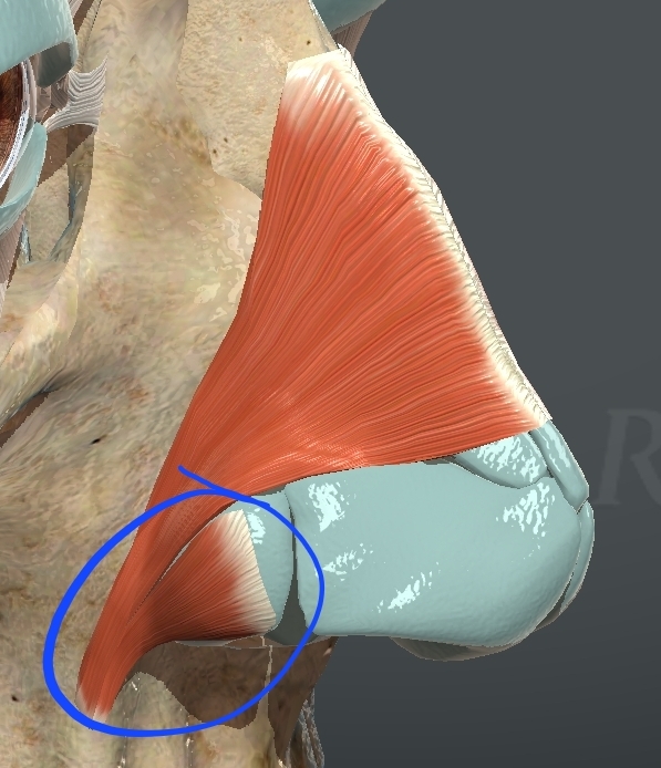 <p>What muscle is this?</p>