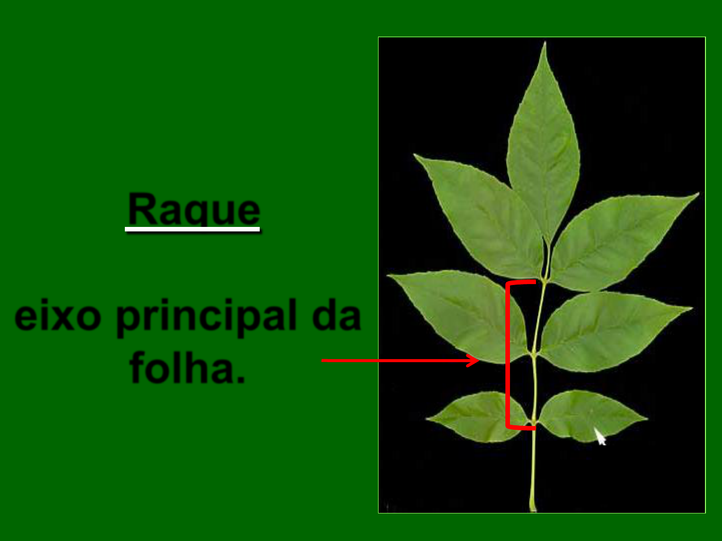 <p>Eixo central da folha.</p><p>Corresponde ao pecíolo primário das folhas compostas.</p>