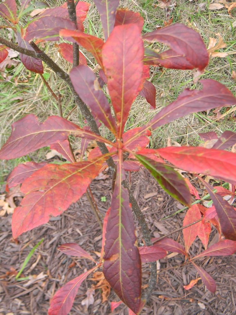 <p><em>Franklinia alatamaha</em></p>