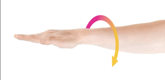 <p><span>forearm rotates medially, palm faces posteriorly</span></p>
