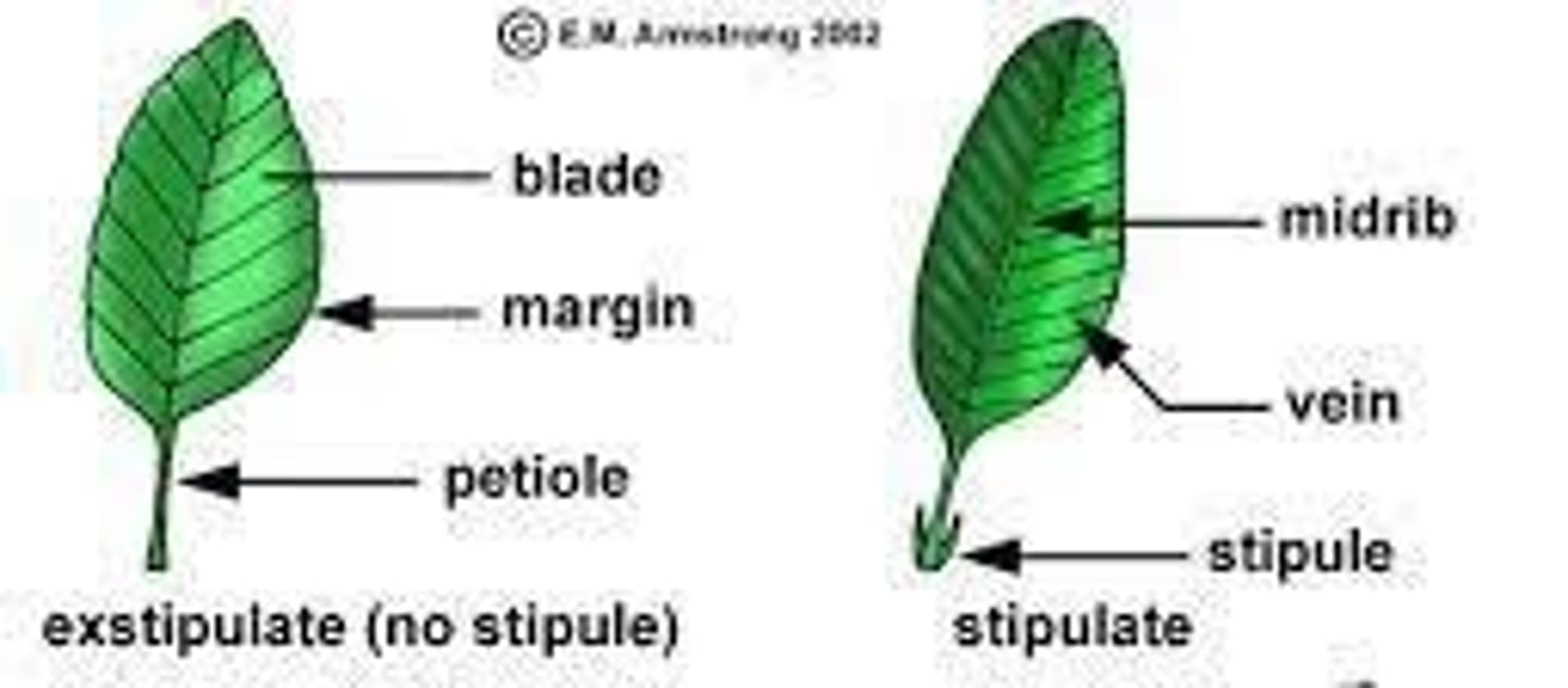 <p>Usually paired outgrowths at the base of leaves (particularly dicot leaves).</p>