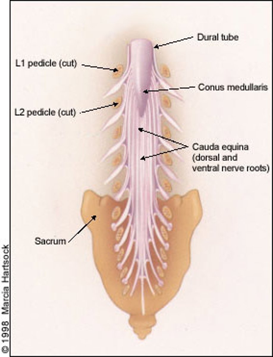 <p>long filament that extends from conus medullaris to coccyx</p><p>acts as a tether</p>