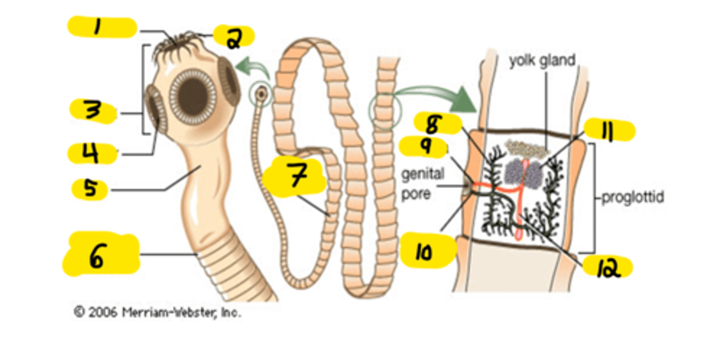 <p>scolex (3)</p>