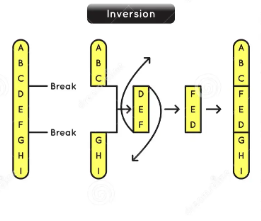 <p>a segment of a chromosome is flipped or reversed, and then reinserted into the same location</p>