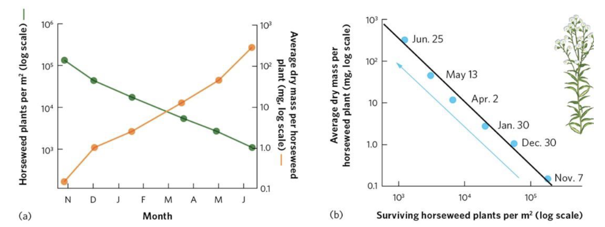 <p><span style="background-color: transparent;"><span>Graphical relationship that shows how decreases in population density over time lead to increases in the mass of each individual in the population</span></span></p><ul><li><p>Specific example of negative density dependence</p></li><li><p><span style="background-color: transparent;"><span>When space becomes a limiting resource and plants start thinning</span></span></p></li><li><p><span><span>Ex.</span></span><span style="background-color: transparent;"><span> Artificially done by farmers</span></span></p><ul><li><p><span style="background-color: transparent;"><span>Plant lots of seeds to account for those that don’t take → need more space → select best plants → remove others to give space to best plants</span></span></p></li></ul></li></ul><p></p>