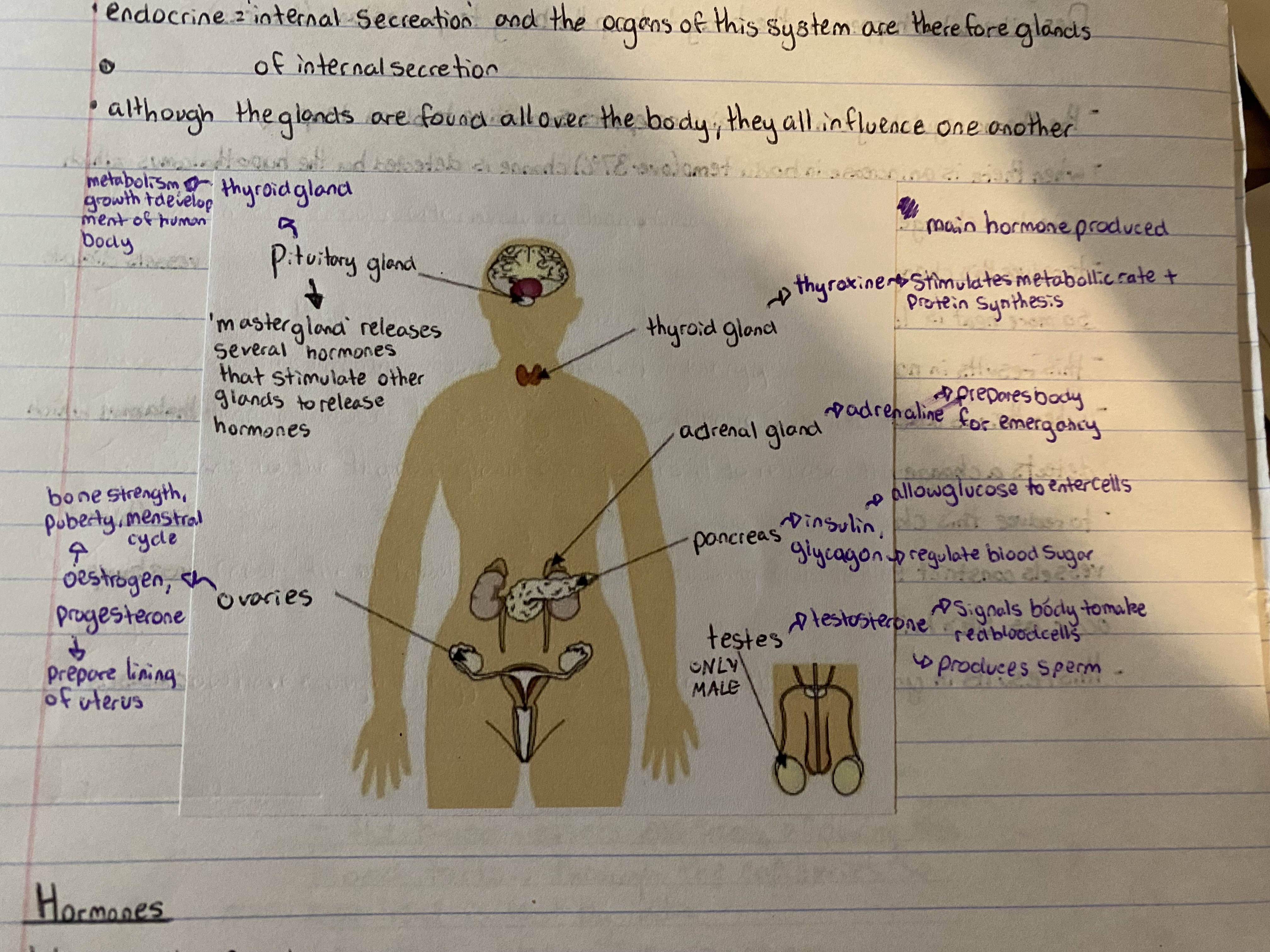 knowt flashcard image