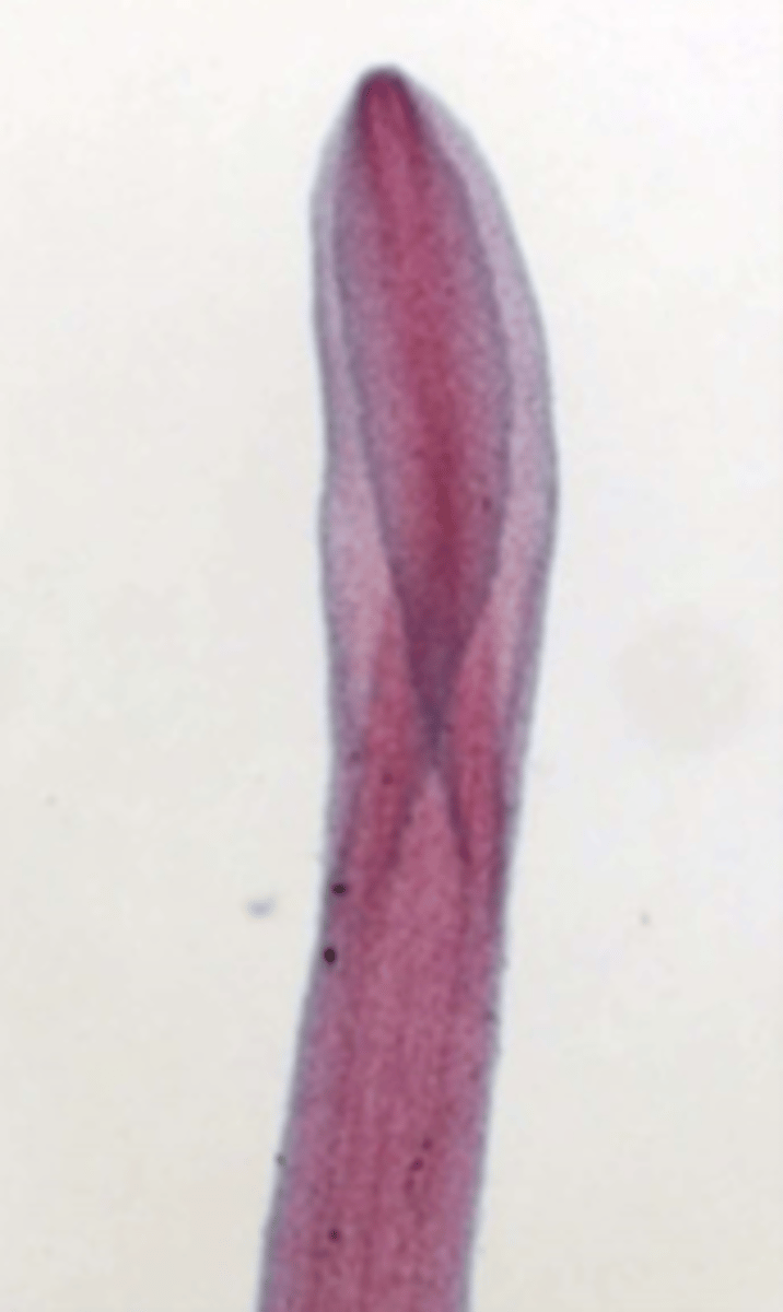 <p>2 suckers</p>