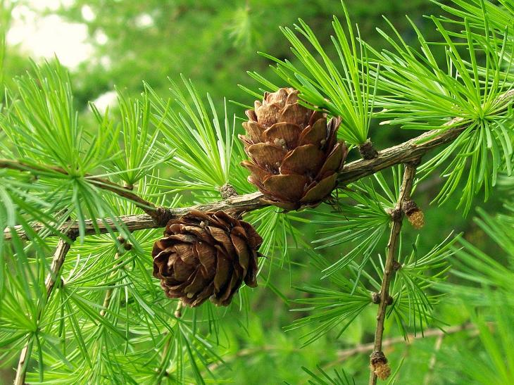 <p>modřín opadavý </p>