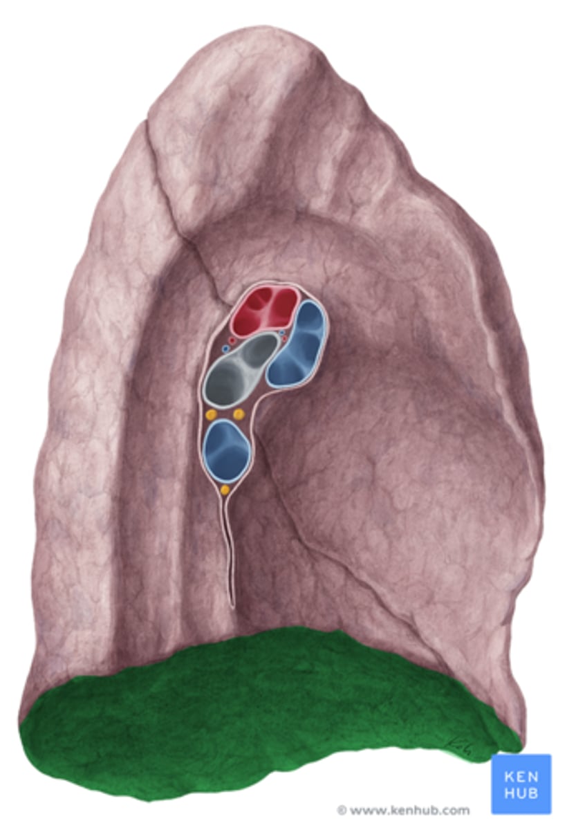 <p>concaved portion of the bottom lung, TA will put fist in concave dome</p>