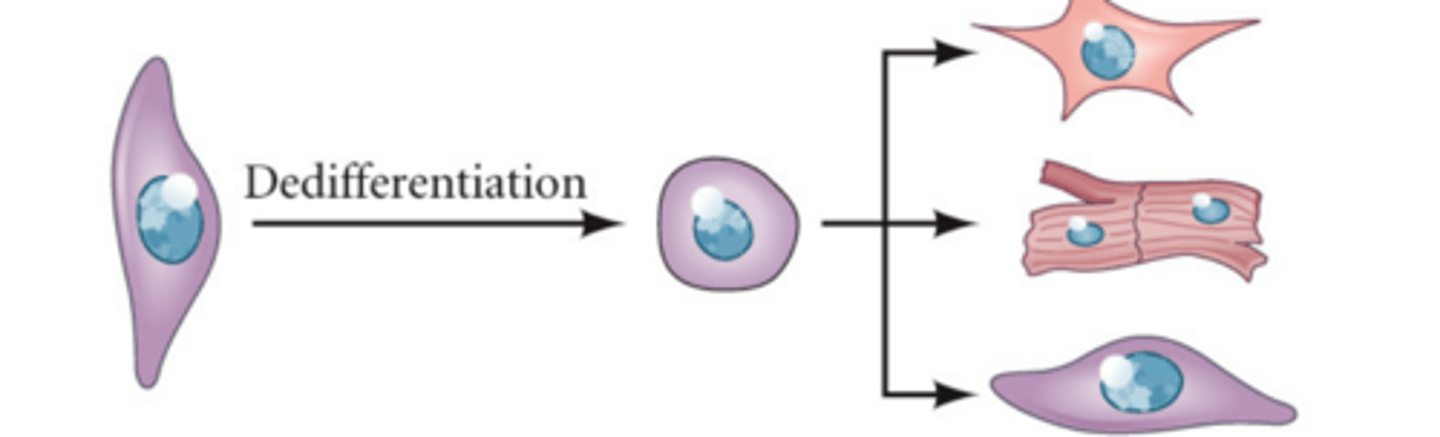 <p>what type of regeneration is this?</p>