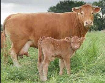 <p>What bovine breed is this?</p>