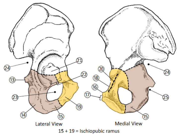 Ischial tuberosity