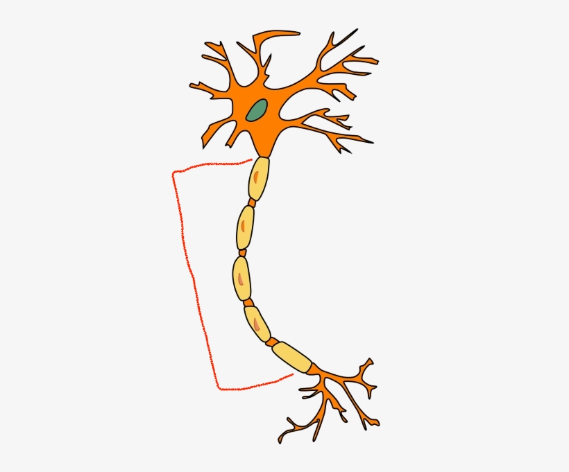 the step after info going to the soma, is the largest piece of the neuron and can be very long