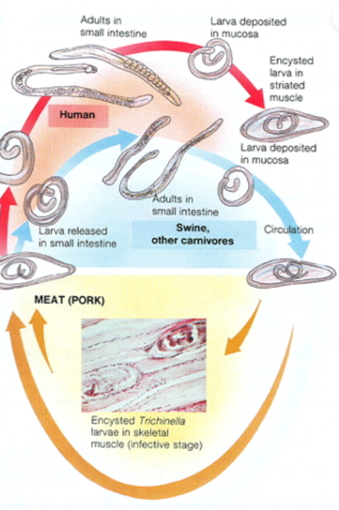 <p>Nematode: Trichinella spiralis</p>