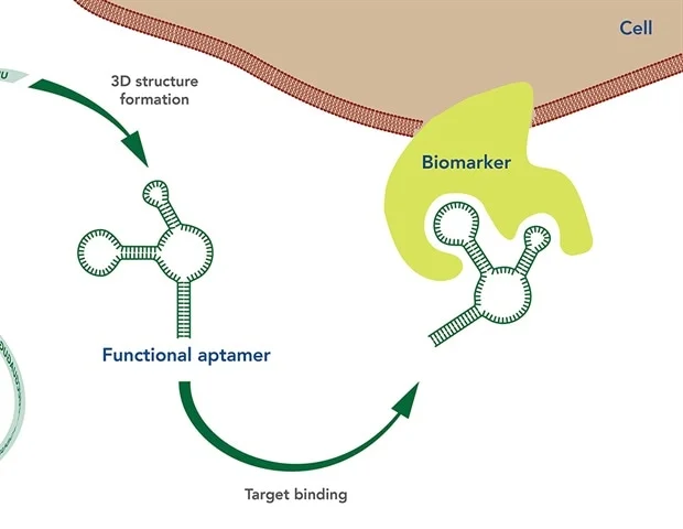 <p><strong>highly structured part of mRNA which binds small molecules </strong></p>