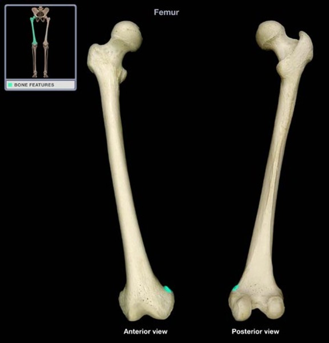 <p>variable, raised tubercle on the medial SUPRACONDYLAR RIDGE just superior to the MEDIAL EPICONDYLE</p>