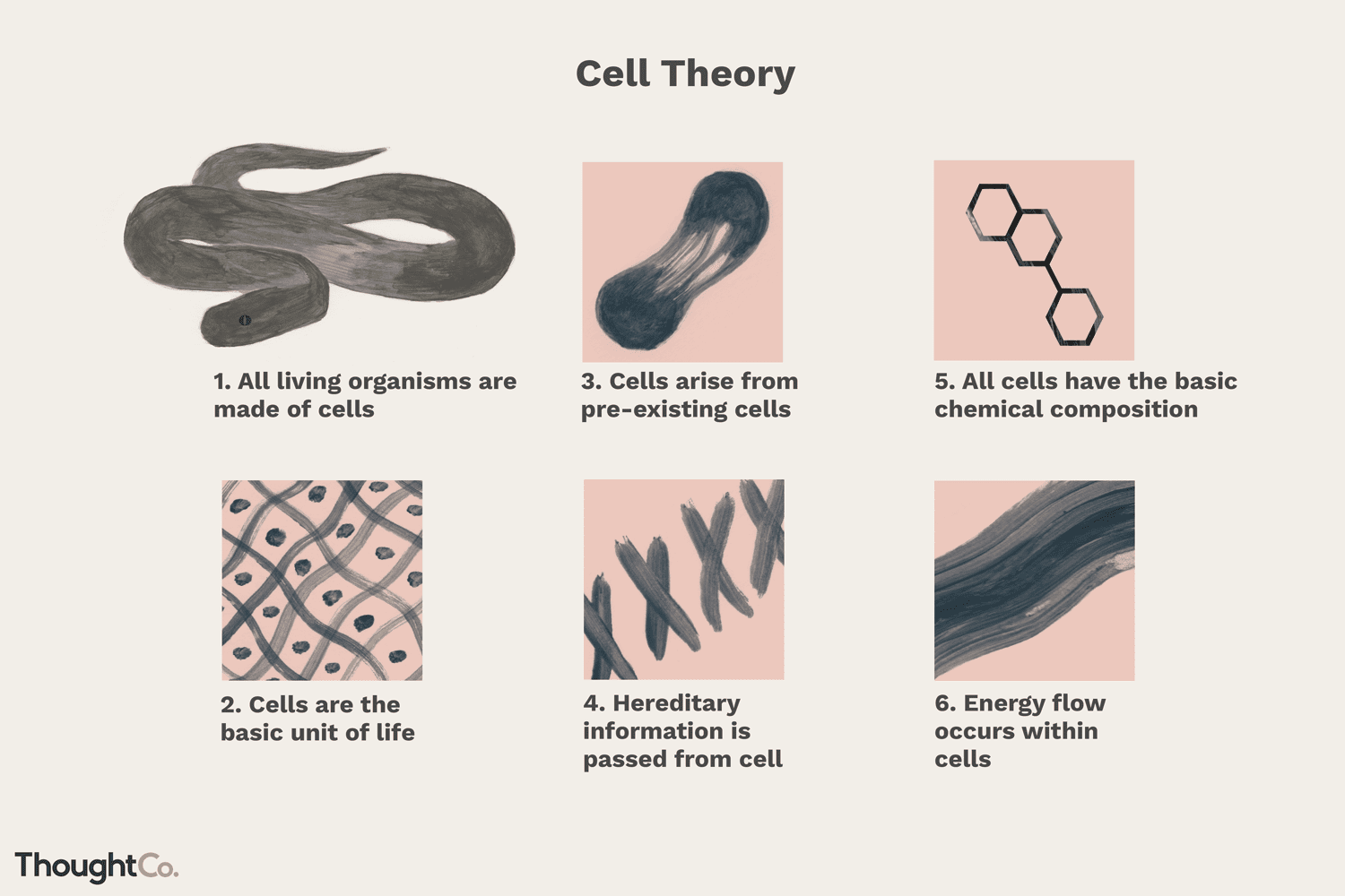 <p>cell theory</p>