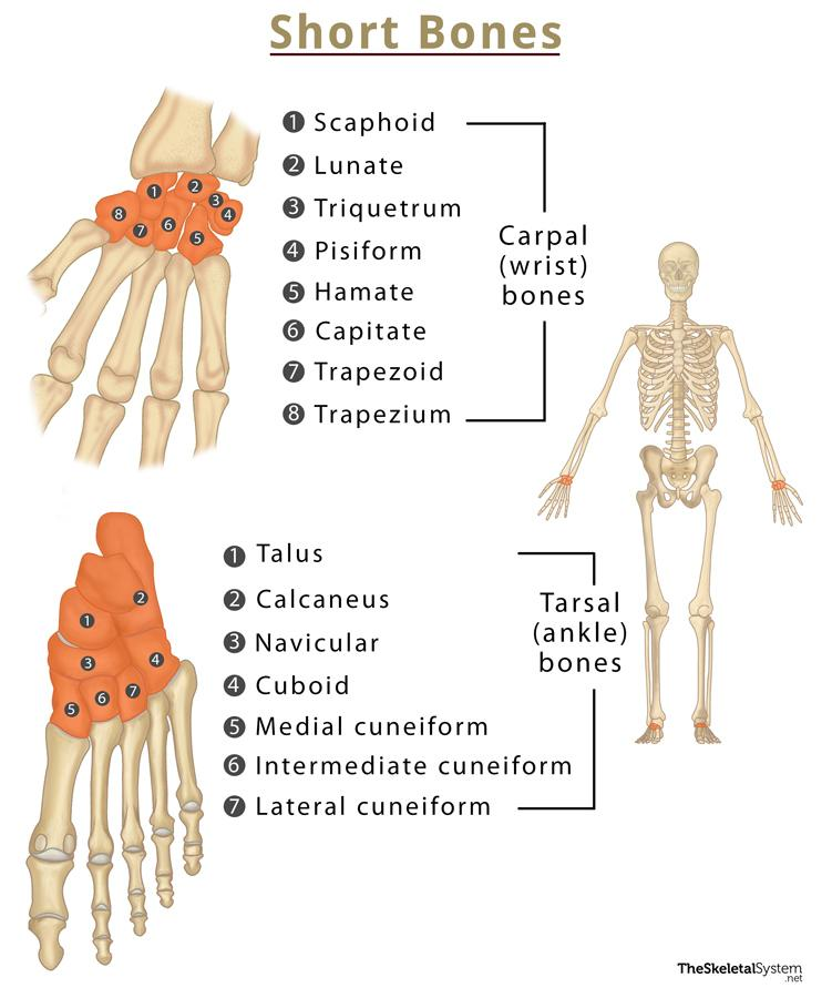 <p>Small, cube-shaped; roughly equal length, width, and thickness. Provide stability with limited movement.</p><p>Key Examples</p><p>Examples: carpals (wrist), tarsals (ankle).</p>