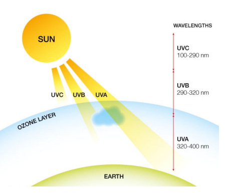 <p>Ultraviolet Radiation Damage</p>