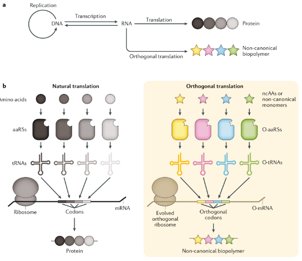 <p>unlimited number of noncanonical; No cross charging!</p>
