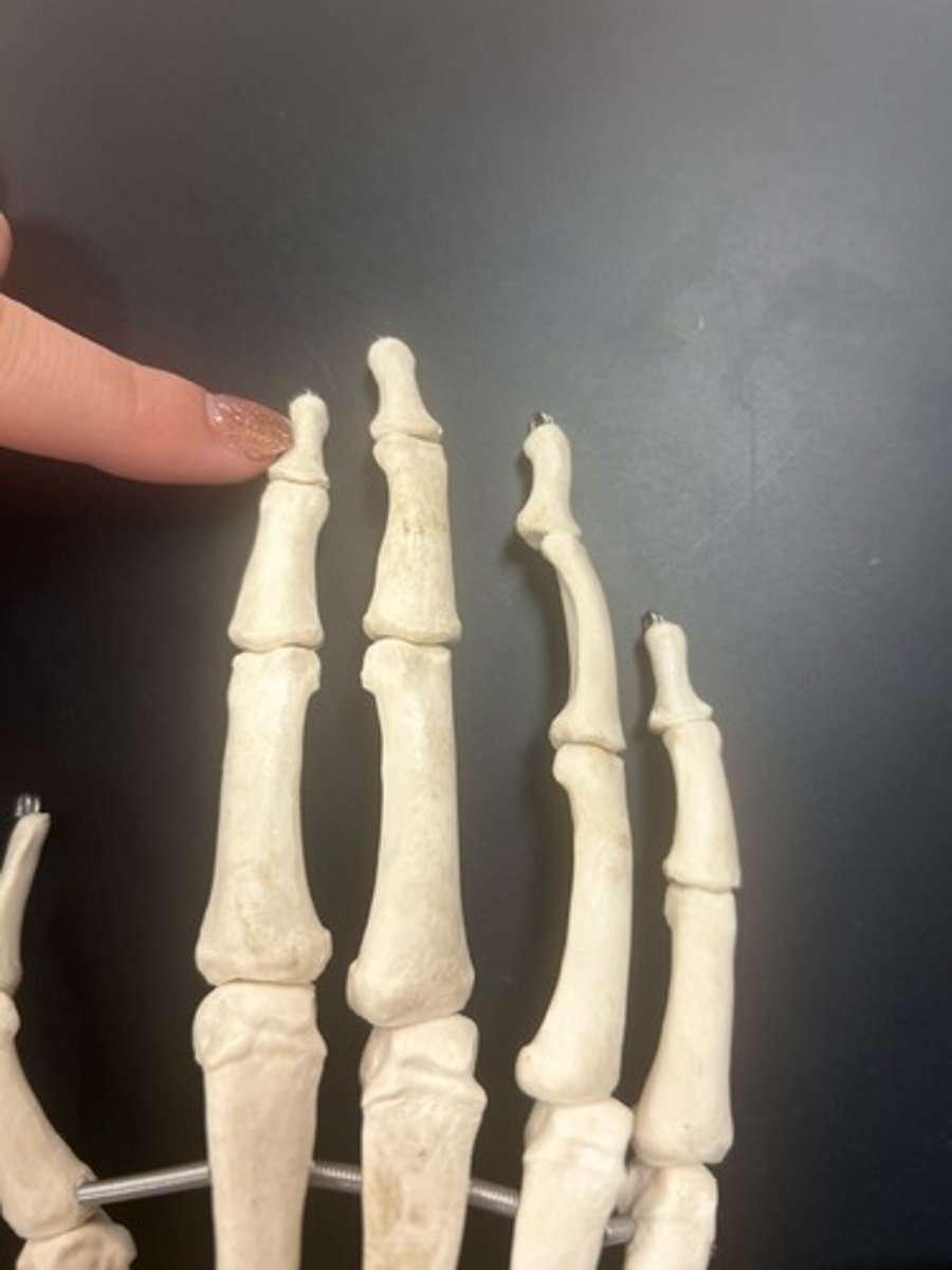 <p>name the bone</p>