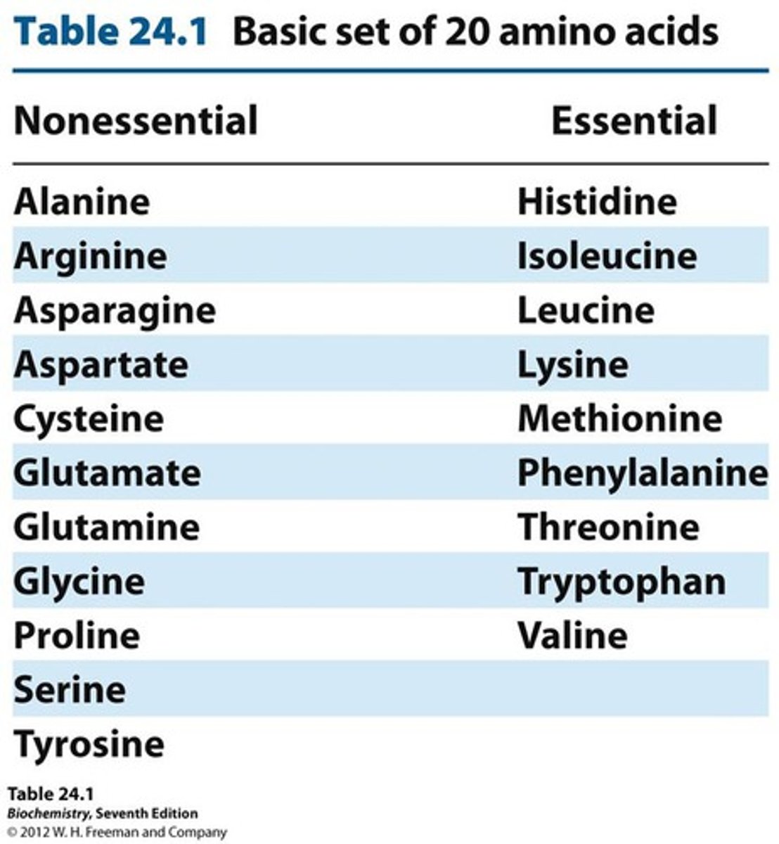 <p>monomers of proteins, there are 20 amino acids, 8 are essential and must be part of our diet the other 12 can be manufactured</p>