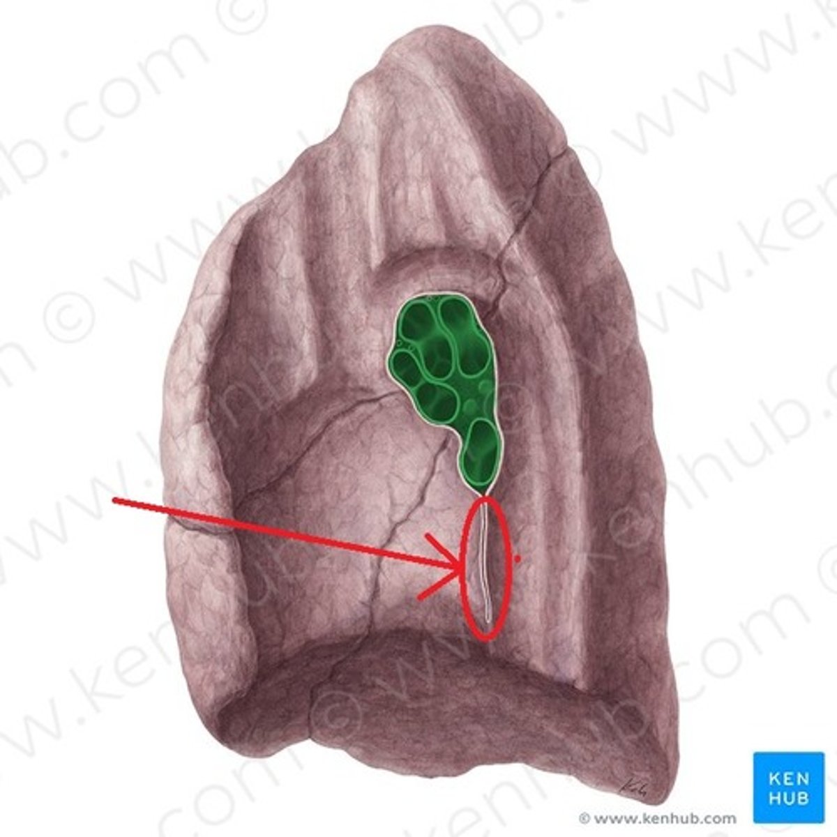 <p>Name The Arrow</p>