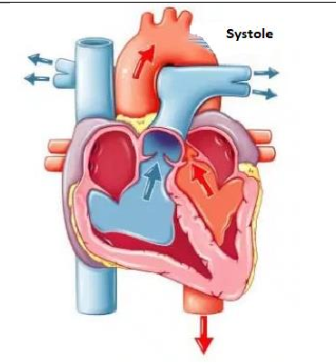 De pulmonalisklep en aortaklep zijn open en de tricuspidalesklep en mitralisklep zijn dicht. Het bloed wordt uit het hart de slagaderen in gepompt.