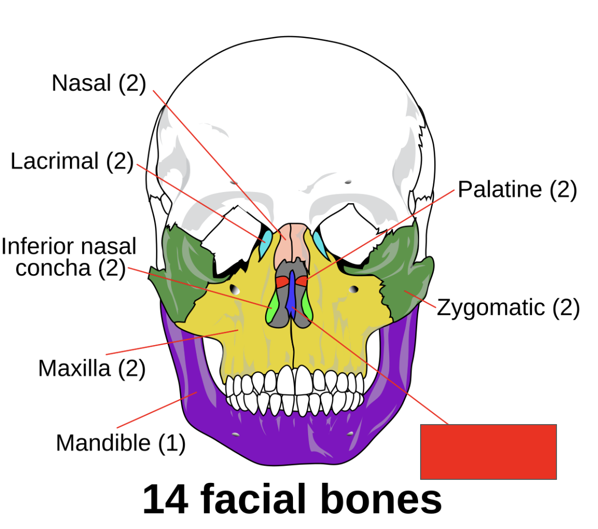 <p>Name the covered bone</p>