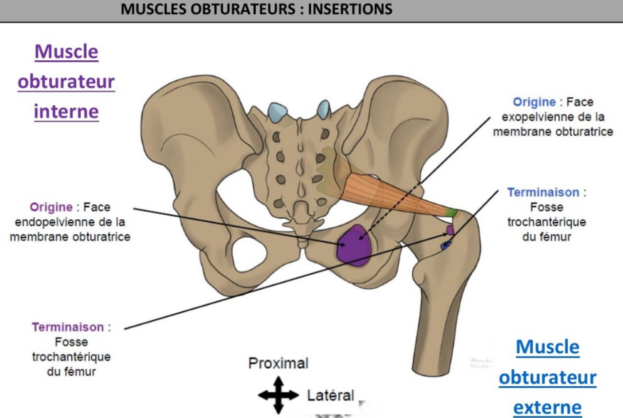 <ul><li><p>grande incisure ischiatique, s’horizontalise, vers arrière / dehors / bas </p></li><li><p>Pyramidal </p></li><li><p>Abducteur de hanche, rotateur médial ou latéral de hanche en fonction du degré de flexion de l’articulation coxo-fémorale </p></li><li><p>Branche propre issue du plexus sacral </p></li></ul><p></p>