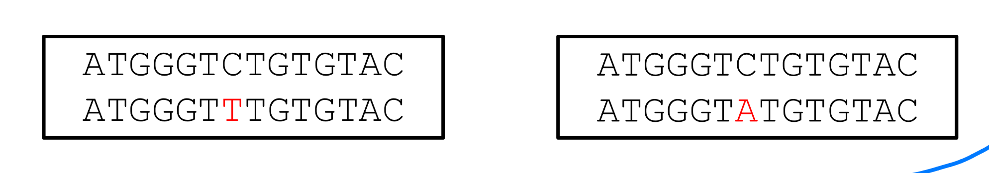 <p>small scale mutation (most common)</p><ul><li><p>switches a T for an A</p></li></ul><p></p>