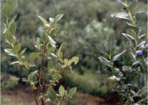 What deficiency do the 'Bluecrop' blueberry leaves on the left have?
