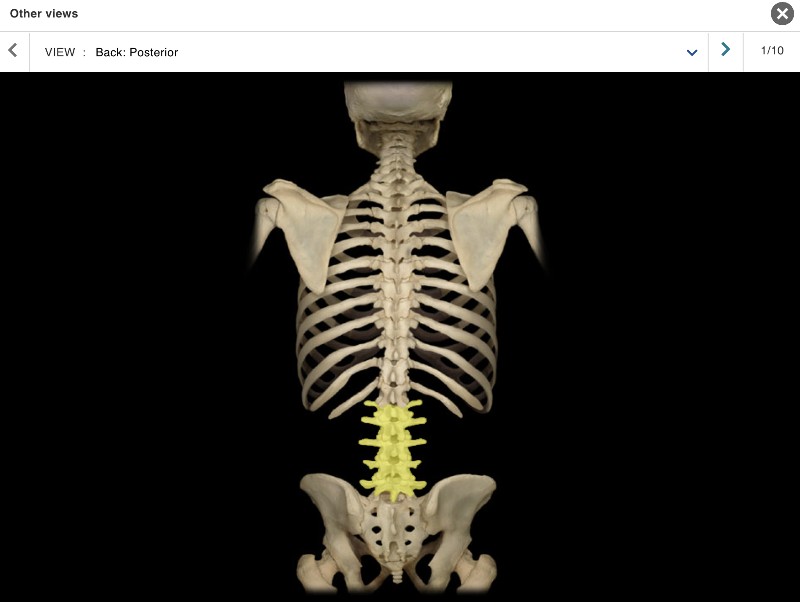 <p>Location:</p><ul><li><p>﻿﻿Lower back</p></li><li><p>﻿﻿Between T12 and S1 vertebrae</p></li></ul><p class="p1">Description:</p><ul><li><p>﻿﻿Five individual vertebrae</p></li><li><p>﻿﻿Characteristic features include large size, kidney bean-shaped body, and a thick, blunt spinous process</p></li></ul><p>Comment:</p><ul><li><p>﻿﻿Bodies arranged to form prominent anterior convexity (lumbar curvature; also known as lumbar lordosis, which can be accentuated pathologically)</p></li><li><p>﻿﻿Intervertebral discs between lumbar vertebrae most commonly herniate ("slipped-disk")</p></li></ul><p></p>