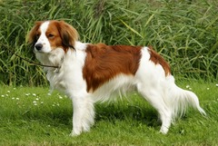<p>Origin: The Netherlands</p><p>Height range: 14-17 in</p><p>Weight range: 20-24 lb</p><p>Life span: 12-13 years</p>