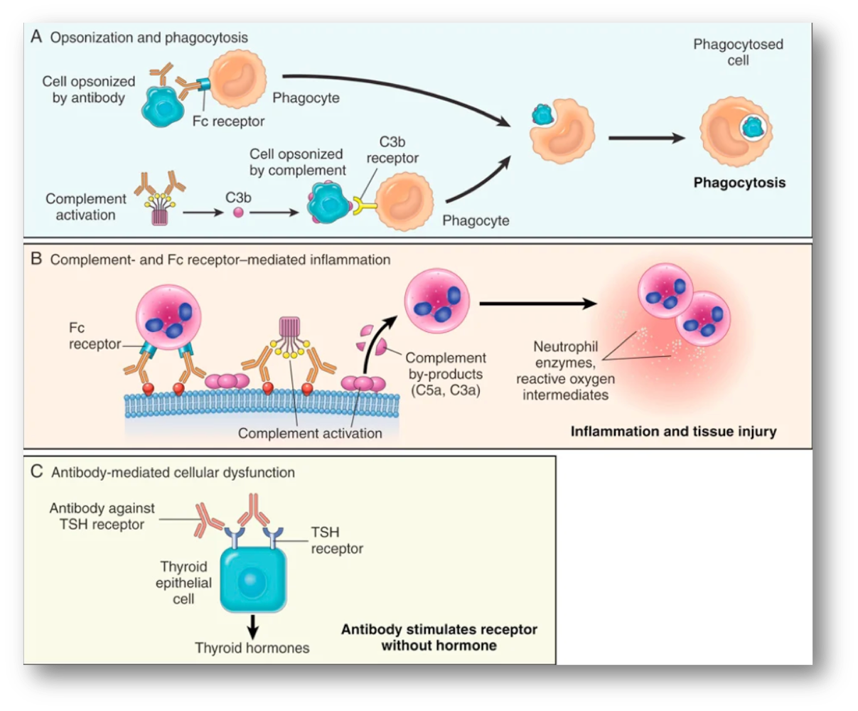 <p>all antibodies but IgE, mechanisms of antibody mediated diseases → opsonization + phagocytosis (ex hemolysis + anemia. erythroblastosis fetalis), inflammation: 1. activation of complement system (ex Good Pasture syndrome-antibodies attack basement membrane in lung + kidneys) 2. molecular mimicry (ex rheumatic fever), antibody mediated cellular dysfunction: impair/ dysregulate important functions w/out directly causing cell injury or inflammation ( ex antibodies against TSH receptor over activate thyroid cells→ Graves disease) </p>