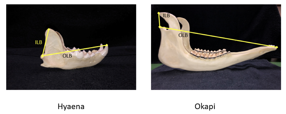 <ul><li><p><strong>Biting – <em>temporalis muscle </em></strong>pulls against <strong><em>coronoid process </em></strong>to <strong>CLOSE</strong> the jaws.</p><ul><li><p><strong>ILB = In-lever Biting = </strong>Distance <strong>between</strong> the <strong><em>mandibular condyle </em></strong>and <strong><em>coronoid process</em></strong></p></li></ul></li></ul><p class="p3"></p><ul><li><p><strong>OLB = Out-lever Biting = </strong>Distance <strong>between</strong> the <strong><em>mandibular condyle </em></strong>and <strong>either</strong> the <strong><em>canines </em></strong>or the <strong><em>incisors</em></strong></p><p></p></li></ul><p></p>