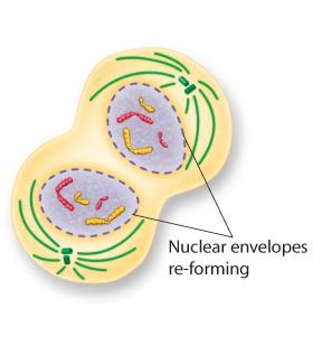 <p>Cleavage furrow forms, cytokinesis produces two daughter cells.</p>