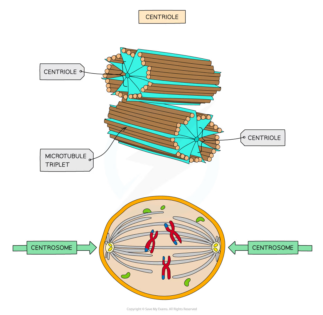 <ul><li><p><span>made of hollow fibres -&nbsp;</span><strong>microtubules</strong></p></li><li><p><span>used to </span><strong>move substances around</strong><span> inside a cell and to </span><strong>support the shape of a cell</strong></p></li><li><p>arranged at right angles</p></li><li><p>involved in the separation of chromosomes during cell division</p></li></ul>