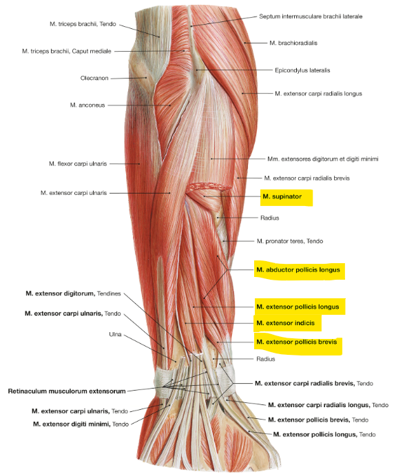<p>m. supinator</p>
