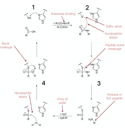 <p>1. SH (thiol) in cys r group dets deprot bc adj his to become activated nu<br>2. it attacks the substr carbonyl to form the tetrahedral intmd<br>3. the first pdct is released with an N terminus (c terminus stays linked bc of thioester bond)<br>4. water comes in and is activated to be the second nu, hydrolyzing the thioester bond and releasing the remaining polypeptide</p>