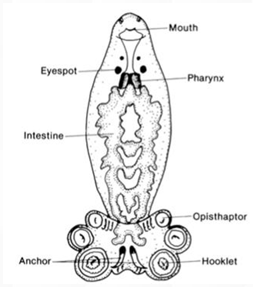 <p>Class/Order Monogenoidea</p>