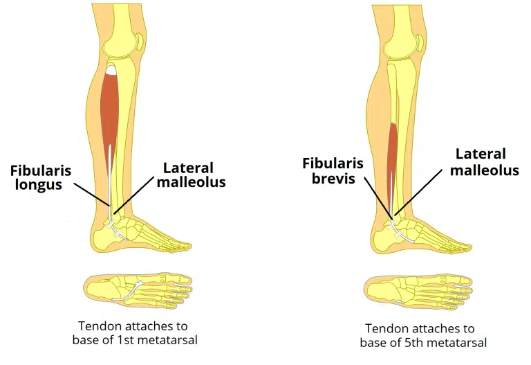 <p>Attachments:</p><p>Originates from the inferolateral surface of the fibular shaft. The muscle belly forms a tendon, which descends with the fibularis longus into the foot.</p><p>It travels posteriorly to the lateral malleolus, passing over the calcaneus and the cuboidal bones.</p><p>The tendon then attaches to a tubercle on the 5th metatarsal.</p><p>Actions: Eversion of the foot.</p><p>Innervation: Superficial fibular (peroneal) nerve.</p><p></p><p>arteryL peroneal arterty </p>