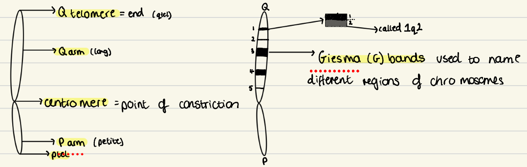<p>→ a very large DNA-protein complex</p><ul><li><p>most human cells have 46 (22 pairs autosomal and 1 pair sex)</p></li><li><p>XY = male</p></li><li><p>XX = female</p></li><li><p>Gamete have 23 chromosomes</p></li></ul><p>Q arm = long, P = small</p><p>Centromere = point of constriction</p><p>Q telomere = Q end, P telomere = P end</p><p>Geisma (G) bands used to name different regions of chromosomes</p><p></p>