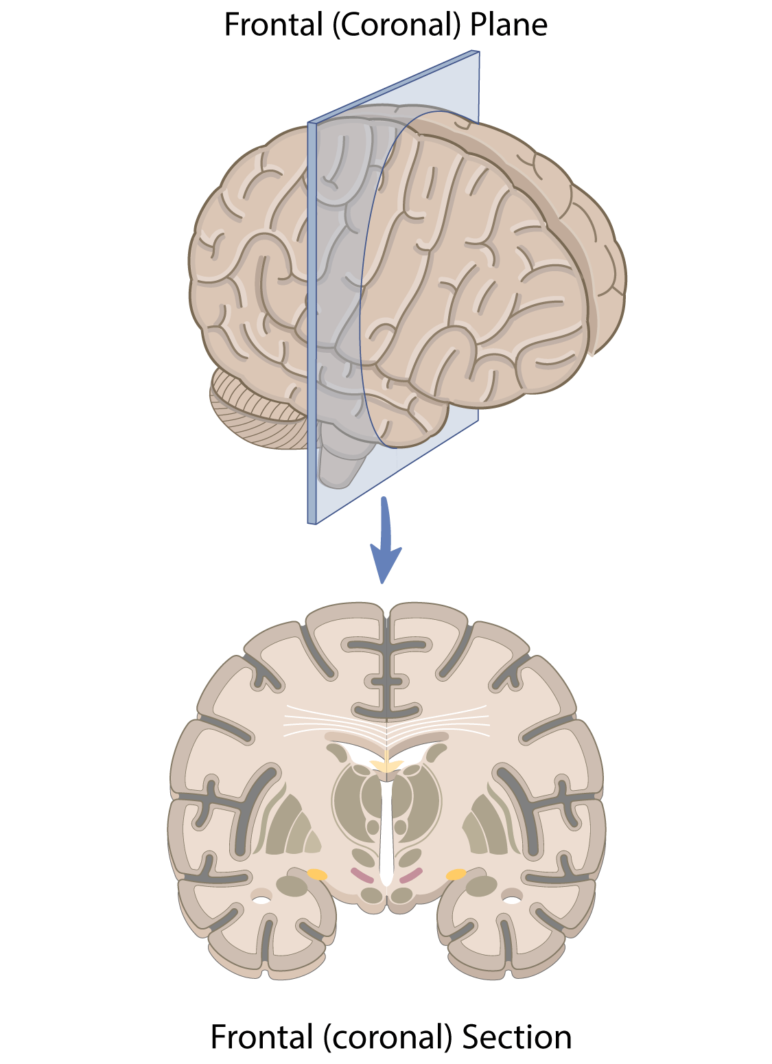 <p>Shows brain structures from the front</p>