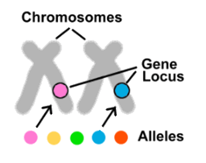 <p>The position of a gene on the chromosome</p>
