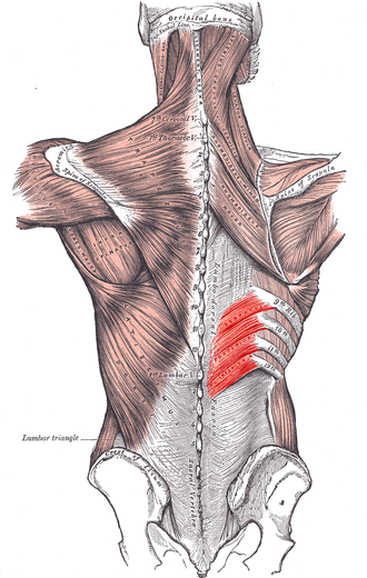<p>Origin: spinous process of T11-L2</p><p>Insertion: ribs 9-12</p><p>Action: depress lower ribs</p>